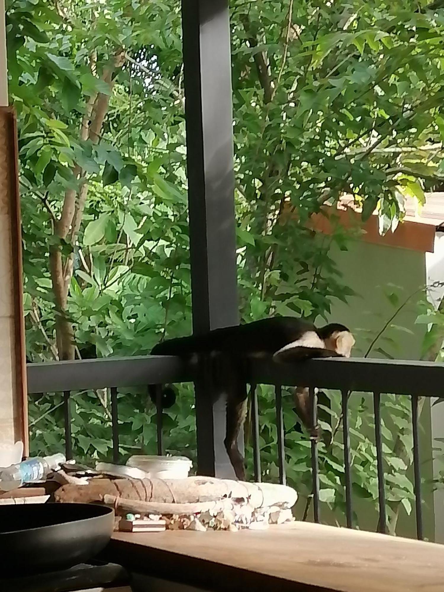 Garza Tigre Apartamentos Cobano Eksteriør bilde